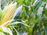 Κινδυνεύει να χαθεί η δυναμική καλλιέργε...