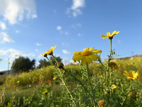 Καιρός: Ήπιο και ανοιξιάτικο σκηνικό έως...