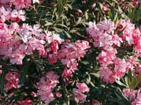 Διχάζει η οδηγία για την απομάκρυνση της...