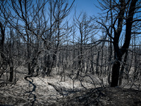 Φωτιά-Αττική: 10+1 εικόνες που δείχνουν ...