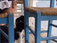 Η «εξήγηση» του άνδρα που κλώτσησε γατάκ...