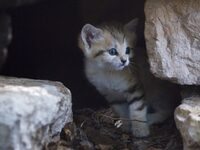 Πάτρα: Σκοτώνουν γάτες με φόλες στις Ιτι...