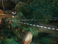 Τροχαίο χωρίς τραυματισμό από πτώση δέντ...