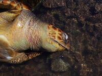 Ρεκόρ σε φωλιές θαλάσσιας χελώνας Carett...