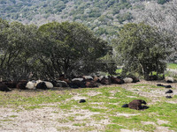 Καθολικό lockdown στα κτηνοτροφικά προϊό...