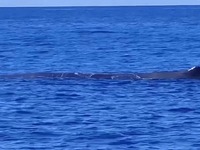 Ιόνιο: Εντυπωσιακό θέαμα με φάλαινα να κ...