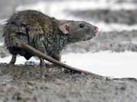 Δυτική Ελλάδα:Νεκρός 68χρονος από λεπτοσ...