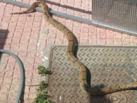 Σάμος: Πανικός στο Καρλόβασι λόγω ενός β...