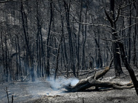 Φωτιές: Στάχτη σχεδόν 1,2 εκατομμύρια στ...