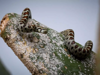 Πάτρα: Σε κρίσιμη κατάσταση 50χρονος από...