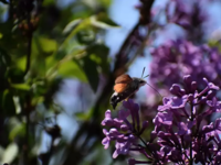 Με τι καιρό θα κάνουμε Πρωτομαγιά; Ο Νικ...