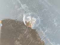 Πάτρα: Εμφανίστηκαν μέδουσες σε Ροδινή, ...