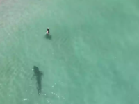 Κολυμπούσαν με καρχαρία τίγρη να... παρα...