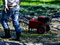 Αχαΐα: «Φέτος δε θα μείνει ελιά που να μ...