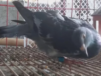 Ιός μετατρέπει τα περιστέρια σε «ζόμπι» ...