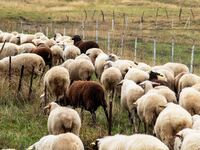 Ευλογιά των αιγοπροβάτων: Οι λόγοι πίσω ...