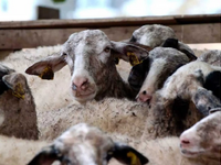 Ευλογιά αιγοπροβάτων: 46 οι μονάδες που ...