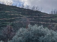 Πάτρα: Μπαίνουν κορμοδέματα στα Άνω Συχαινά - ΦΩΤΟ