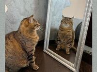 Ο γάτος – influencer από το Χάρκοβο που ...