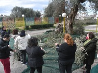 Πάτρα: Μάζεψαν τις ελιές από ελαιόδεντρα...
