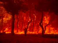 Φωτιά στην Ηλεία- Ήχησε το 112, εκκενώνο...