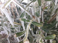 Κακοκαιρία "Ελπίδα": Στην &quo...