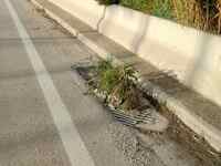 Πάτρα: Στα φρεάτια φύτρωσε… χορτάρι- ΦΩΤΟ