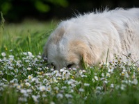 Βεγγαλικά: Πώς να προστατεύσετε τον σκύλ...