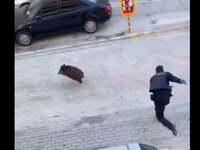 Θεσσαλονίκη: Αστυνομικοί κυνηγάνε αγριογ...