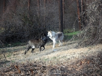 Αγρότης όργωνε μαζί με αγέλη λύκων στο Μ...