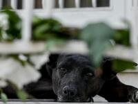 Πώς συμπεριφέρονται οι σκύλοι όταν ανιχν...