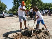Πλατάνια, αλμυρίκια και πικροδάφνες φυτε...