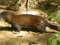 Κορωνοϊός: Ανησυχία για τα βιζόν και στη...