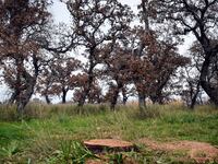 Δυτική Αχαΐα: Έκοψαν ένα αιωνόβιο τζέρο,...