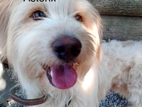 Η απάντηση των Φιλοζωικών Συλλόγων στο ρ...