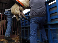Δυτική Ελλάδα: Εξιχνιάστηκε σπείρα που έ...