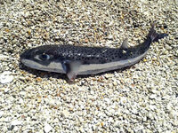 Κρήτη: Γυναίκα δέχθηκε επίθεση από λαγοκ...