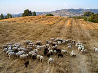 Κρούσμα ευλογιάς των προβάτων εντοπίστηκ...
