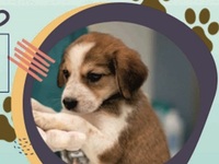 Καλάβρυτα: Μεταφέρεται για το Σάββατο 29...