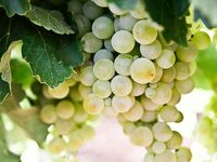 Πώς βγήκε η φράση «μάζευε κι ας είναι και ρώγες»;