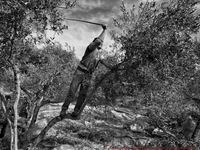 "Σκοτώνουν" την τιμή του λαδιο...