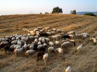 Ευλογιά αιγοπροβάτων: Ξεπερνούν τα 481.0...