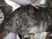 «Περίεργο» ψάρι στον Γαλατά Ναυπακτίας, ...