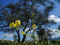 Καιρός σήμερα: Αίθριος στα δυτικά - Βροχ...