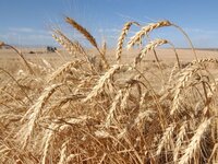 Ουκρανία: Ο ΟΗΕ ζητεί παράταση της συμφω...