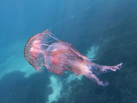 Μωβ Μέδουσες: «Πολιορκούν» και το Ιόνιο ...