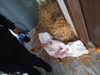 Αγρίνιο: οι αγρότες πήγαν με σανό και κο...