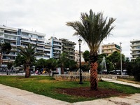 Πάτρα: Aποκτά ξανά φοίνικες η πλατεία Υψ...