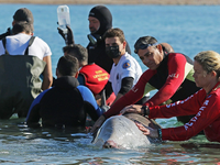 Στα ρηχά της Σαλαμίνας η φάλαινα - Συγκι...