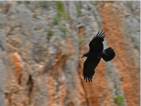 Τα «πουλιά» του Χίτσκοκ στην… Βουδαπέστη...